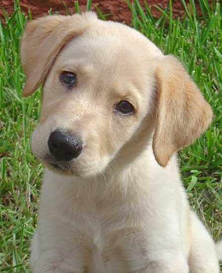 labrador