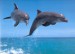 Delfín skákatvý